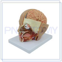 PNT-1632 brain model FOR human